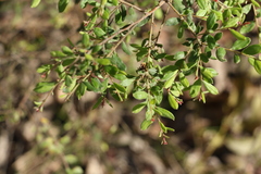 Grevillea quadricauda