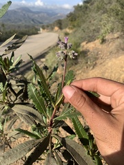 Eriodictyon trichocalyx