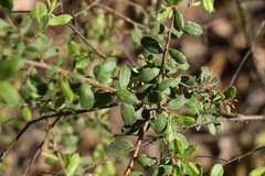 Grevillea quadricauda