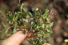 Grevillea quadricauda