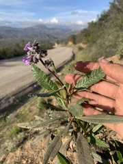 Eriodictyon trichocalyx