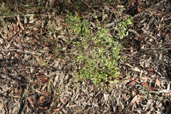 Grevillea quadricauda