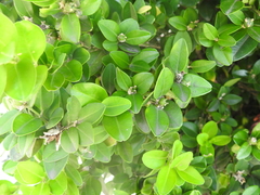 Buxus liukiuensis