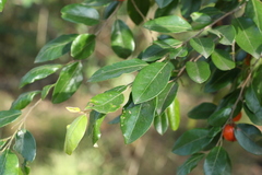 Petalostigma pachyphyllum