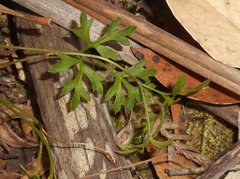 Xanthosia