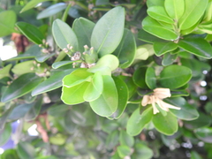 Buxus liukiuensis