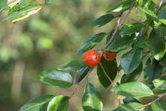 Petalostigma pachyphyllum
