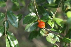 Petalostigma pachyphyllum
