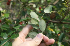 Petalostigma pachyphyllum