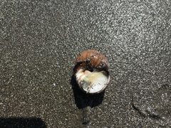 Cryptonatica janthostoma