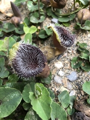 Aristolochia cretica