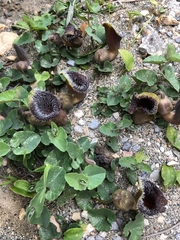 Aristolochia cretica