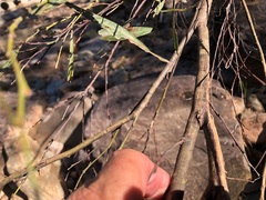 Acacia neriifolia