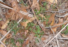 Xanthosia