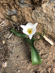Crocus sieberi