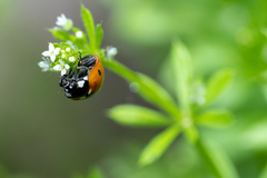 Coccinella septempunctata