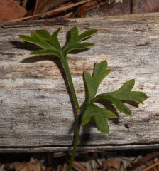 Xanthosia