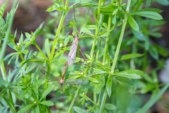 Tipula