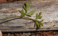 Xanthosia