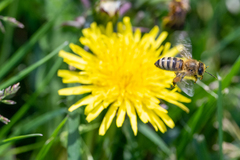 Apis mellifera