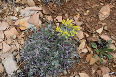 Astragalus tridactylicus