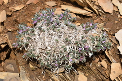 Astragalus tridactylicus