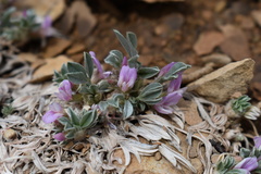 Astragalus tridactylicus