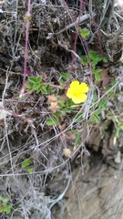 Potentilla matsumurae