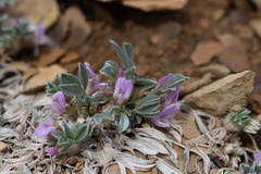 Astragalus tridactylicus