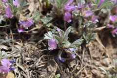 Astragalus tridactylicus