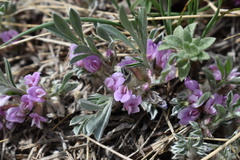 Astragalus tridactylicus