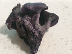 Gerronema waikanaense