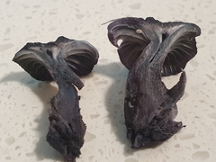 Gerronema waikanaense