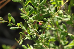 Grevillea quadricauda