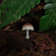 Mycena margarita