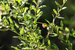 Grevillea quadricauda