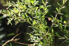Grevillea quadricauda