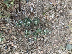 Eremocarya micrantha