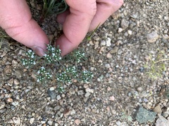 Eremocarya micrantha