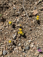 Eriophyllum pringlei