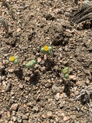 Eriophyllum pringlei