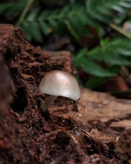 Mycena margarita