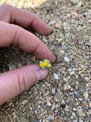 Eriophyllum pringlei