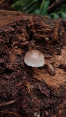 Mycena margarita