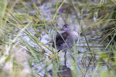 Paragallinula angulata