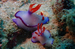 Hypselodoris brycei