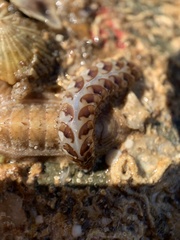 Lepidonotus melanogrammus