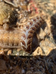 Lepidonotus melanogrammus