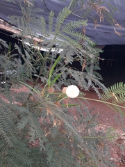 Leucaena leucocephala