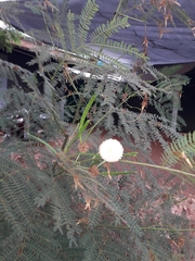 Leucaena leucocephala